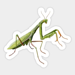 Praying Mantis Sticker